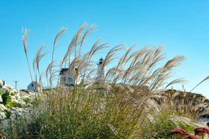 a field of flowers and grass with a lighthouse in the background