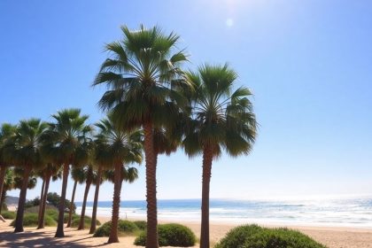 California beach with palm trees and ocean waves.